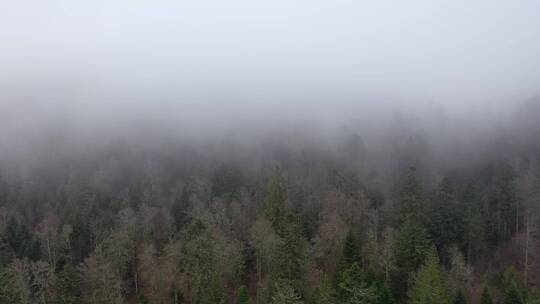 航拍浓雾中的森林