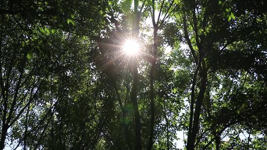 树林间随风摇动的树叶间透光的阳光