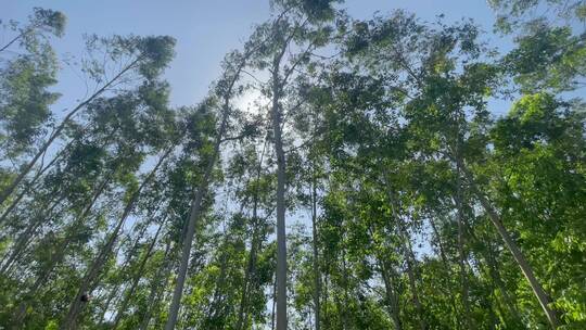 森林阳光穿透树林仰拍风吹树林树叶阳光视频素材模板下载