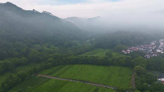 杭州茅家埠西湖龙井茶园风光