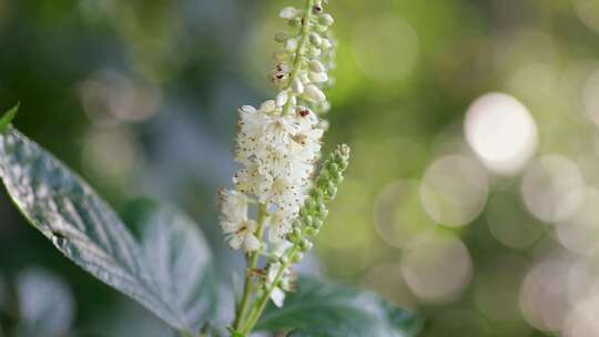 自然植物绿色花草