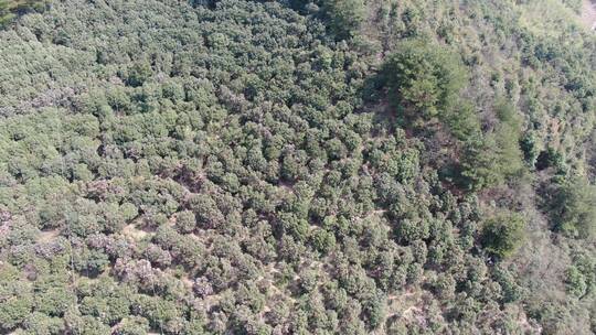 航拍春日野生山茶花盛开视频素材模板下载