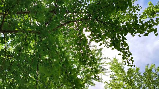 春天阳光下生长的绿色枫树枝叶随风摆动
