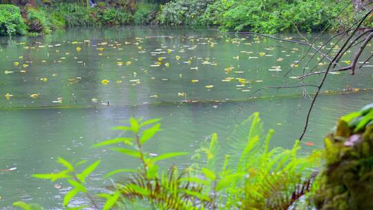 下雨天池塘视频素材模板下载