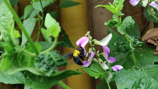 采蜜的蜜蜂特写镜头