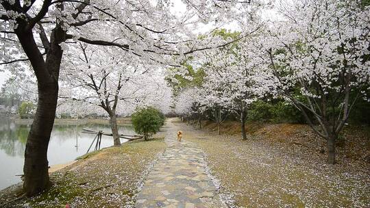 春日里天空下的樱花树
