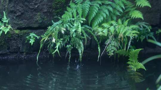 水滴小景