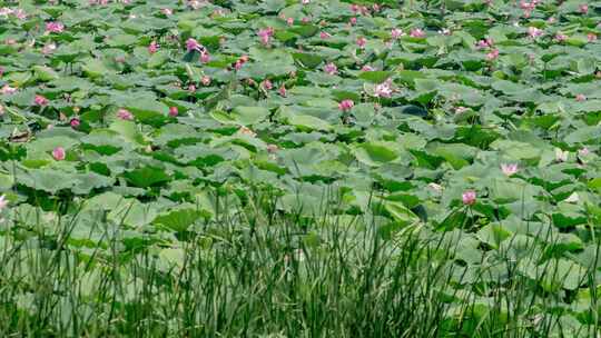 湿地野生荷花