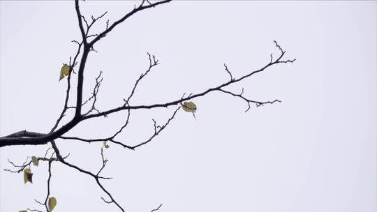 【空镜】4K自然-冬季-枯枝-天空-log原片视频素材模板下载