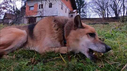 一只正在咀嚼水果的德国牧羊犬