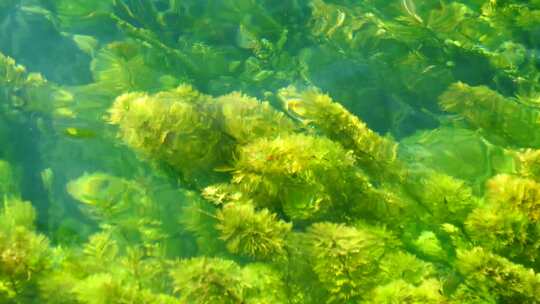 水下水生植被景观