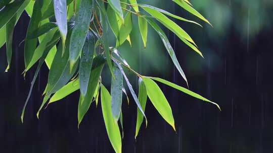 雨水雨滴落在竹叶上合集