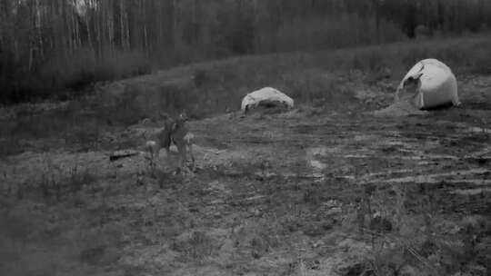 两只鹿在喂食器进食的夜视跟踪摄像机视频素材模板下载