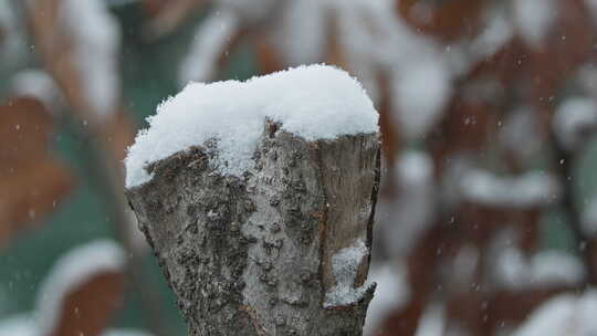 冬季下雪鹅毛大雪树桩积雪视频素材模板下载