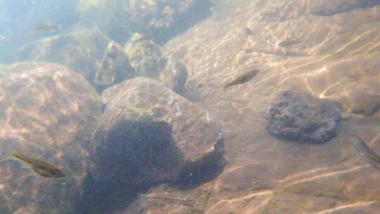 河边小溪河底海底水下世界流水岩石光影升格