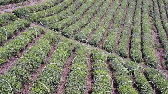 茶茶园茶山风光