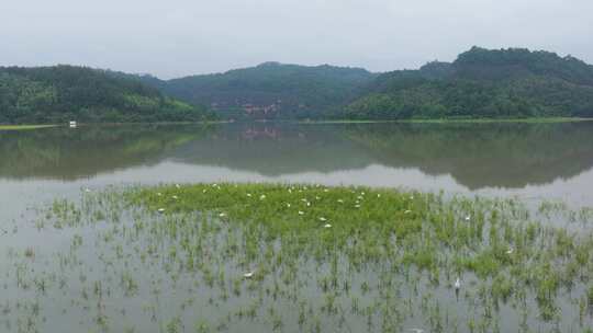 青山绿水一群白鹭飞翔空镜福建泰宁大金湖