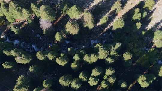 航拍新疆伊犁琼库什台云杉林