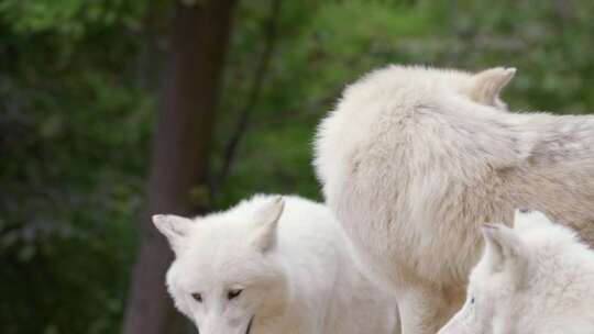 北极狼，野生，白狼，犬狼疮Arctos