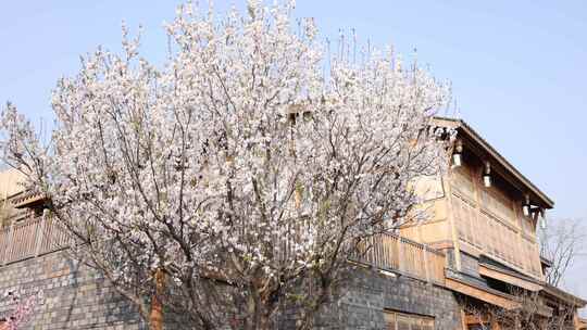 樱花 桃花 蜜蜂 田园 春天 村落