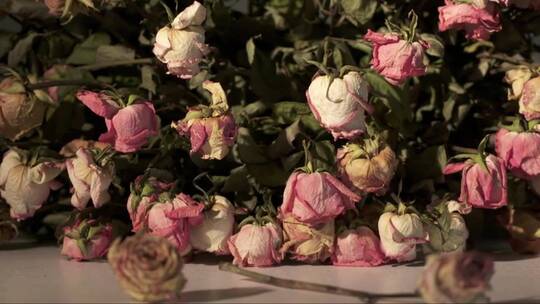 枯萎的玫瑰花束视频素材模板下载