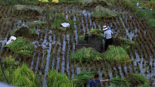 农村农民在稻田里割水稻劳动乡村振兴