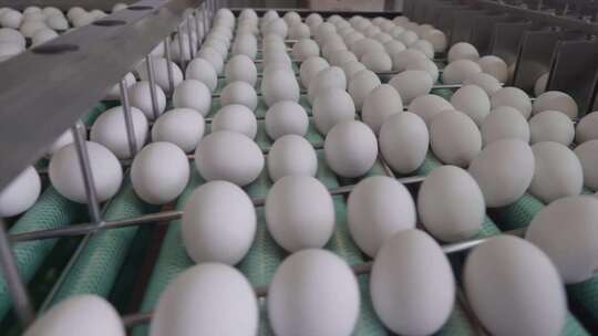养鸡场养殖业鸡蛋生产实拍视频视频素材模板下载