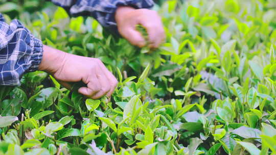 广东清远英德乡村茶园茶叶茶农采茶特写4K