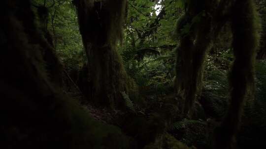 缩小拉动穿过雨林地面附近苔藓覆盖的树木和