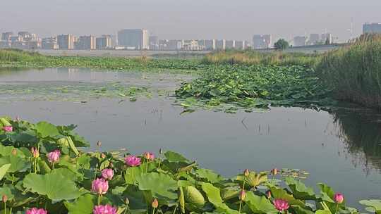 山东济宁邹城孟子湖湿地荷塘荷花开