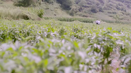 茶园 茶叶 种植 茶田 航拍茶园 农业 采茶视频素材模板下载