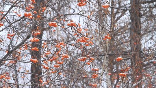 大兴安岭冬季雪中的花楸