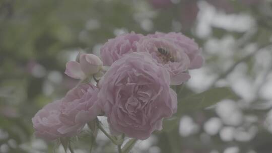 蔷薇花上的蜜蜂