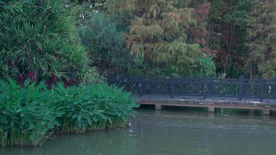 广州海珠湖公园落羽杉秋色红叶自然风光视频素材模板下载