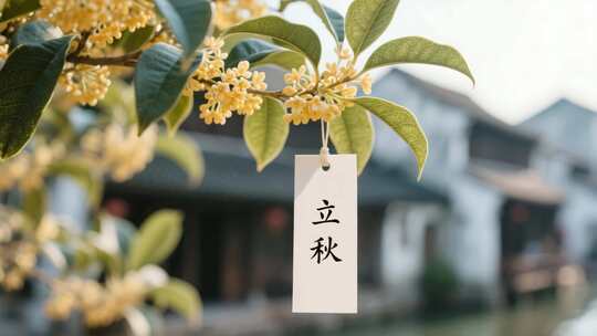 立秋时节金桂花枝特写