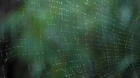 微距蜘蛛网蜘蛛织网