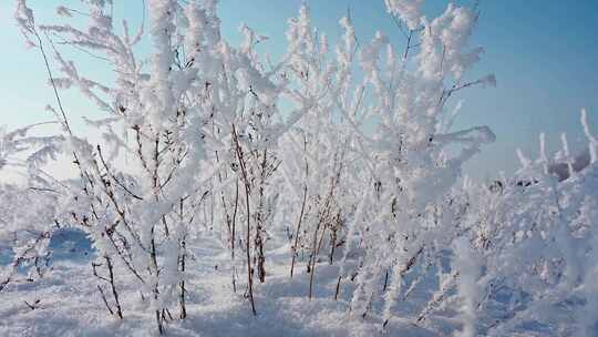 冬天雪地雾凇唯美空镜