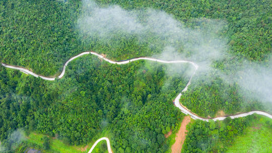 茶园 云海 山路