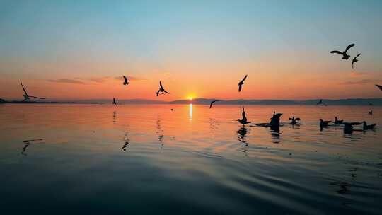 落日夕阳昆明滇池水面海鸥剪影