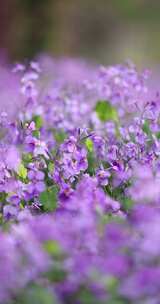 春天里的紫色二月兰诸葛菜竖版