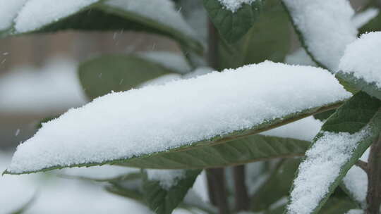 冬天冬季下雪植物树叶积雪