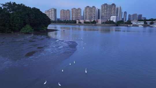中国广东省广州市珠江滩涂鹭鸟