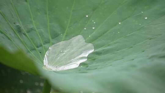 夏季雨天荷叶荷花水珠滴落慢镜头4K