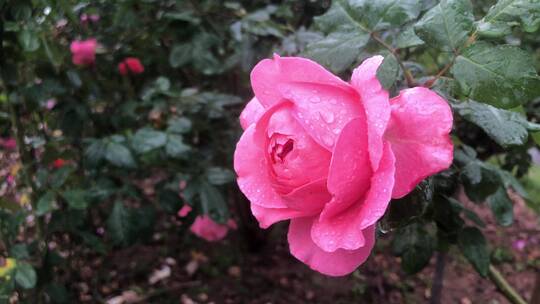 花朵上的雨滴