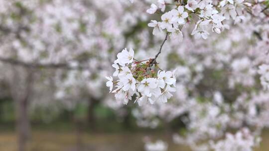 樱花空镜-特写-17