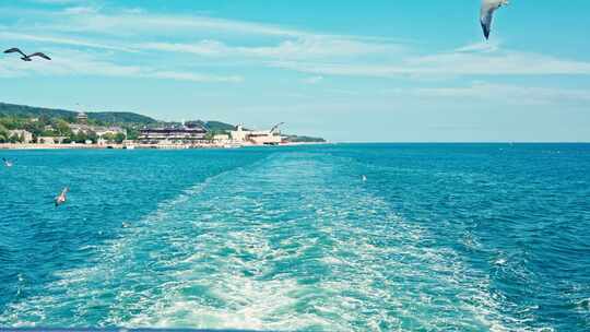 大海海鸥飞翔