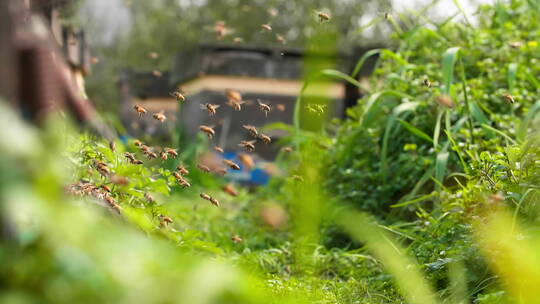 特写慢镜头春天田野养蜂场的蜜蜂