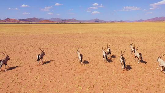 在大草原上奔驰的羚羊群航拍镜头