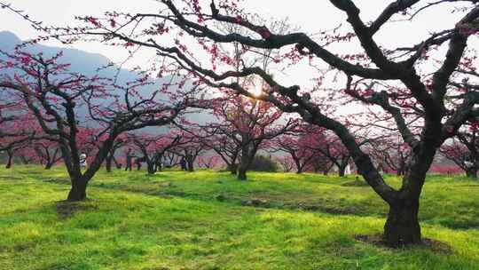 桃花树桃花林桃花山