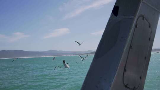 海鸥，太平洋，开普敦，海岸风光